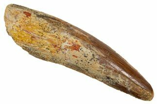 Fossil Spinosaurus Tooth - Real Dinosaur Tooth #324831
