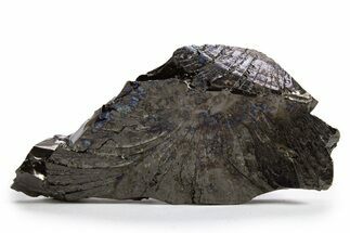 Lustrous, High Grade Shungite - Colombia #324913