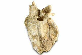 Cretaceous Crocodylomorph Vertebra - Morocco #325118