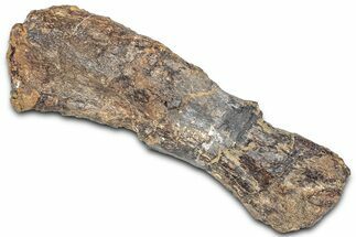 Fossil Sauropod (Camarasaurus) Metacarpal (Hand) Bone - Wyoming #325125