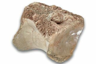 Triassic Fossil Phytosaur Vertebra - New Mexico #325134