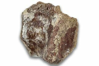 Triassic Fossil Phytosaur Vertebra - New Mexico #325135