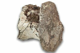 Triassic Fossil Phytosaur Vertebra - New Mexico #325138