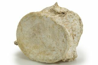 Fossil Plesiosaur (Zarafasaura) Vertebra - Morocco #317025