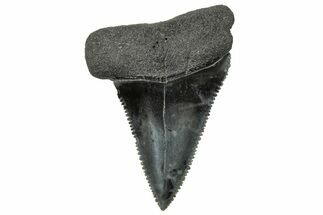 Serrated, Fossil Great White Shark Tooth - South Carolina #325166