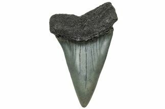 Fossil Broad-Toothed Mako Tooth - South Carolina #325170