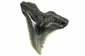 Snaggletooth Shark (Hemipristis) Tooth - South Carolina #325176