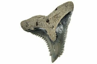 Snaggletooth Shark (Hemipristis) Tooth - South Carolina #325181