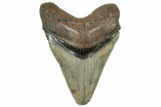 Serrated, Juvenile Megalodon Tooth - South Carolina #325190