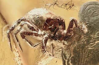 Detailed Fossil Spider (Araneae) In Baltic Amber #325251