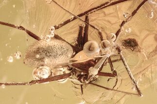 Detailed Fossil Spider (Araneae) In Baltic Amber #325258