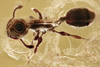 Detailed Fossil Ant (Myrmicinae) In Baltic Amber #325273