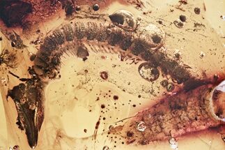 Detailed Fossil Millipede (Diplopoda) in Baltic Amber #325344