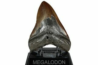 Fossil Megalodon Tooth - Chocolate Brown #325247