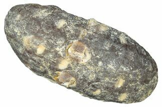 Fossil Cycadophyte Seed Cone - Boujdour, Morocco #325304
