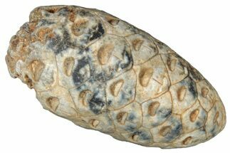 Fossil Cycadophyte Seed Cone - Boujdour, Morocco #325306