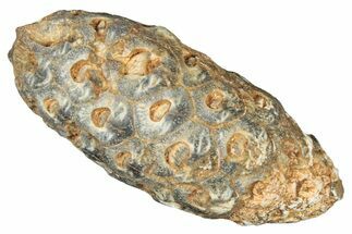 Fossil Cycadophyte Seed Cone - Boujdour, Morocco #325312