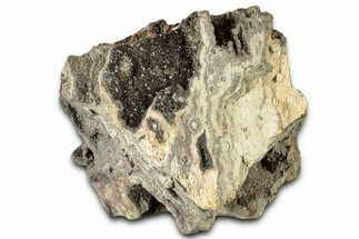 Glittering Petrified Wood with Druzy Quartz - Alabama #325348