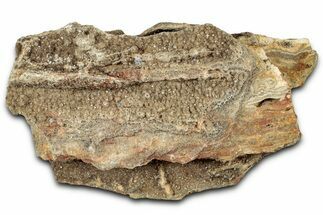 Glittering Petrified Wood with Druzy Quartz - Alabama #325353
