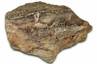 Glittering Petrified Wood with Druzy Quartz - Alabama #325388