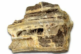 Glittering Petrified Wood with Druzy Quartz - Alabama #325392