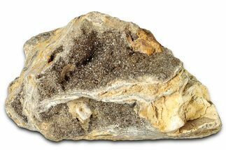 Glittering Petrified Wood with Druzy Quartz - Alabama #325395