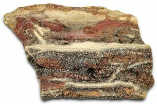 Glittering Petrified Wood with Druzy Quartz - Alabama #325410