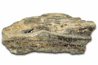 Glittering Petrified Wood with Druzy Quartz - Alabama #325414