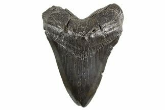 Fossil Megalodon Tooth - South Carolina #321335