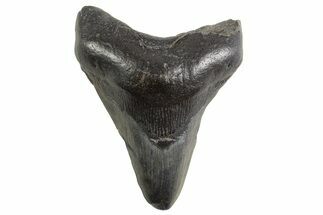 Fossil Megalodon Tooth - South Carolina #321336