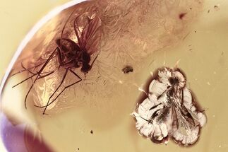 Detailed Fossil Parasitoid Wasp and Fungus Gnat In Baltic Amber #325359