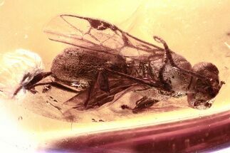 Detailed Fossil Parasitoid Wasp (Cheloninae) In Baltic Amber #325364