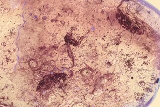 Fossil Scuttle Fly, Barklouse, Beetle & True Midge In Baltic Amber #325368