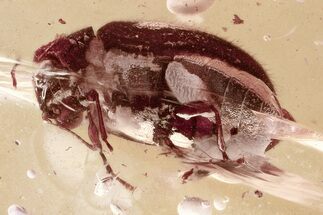 Detailed Fossil Beetle (Ptinidae) in Baltic Amber #325387