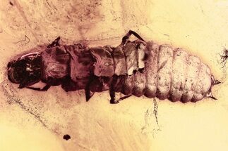 Fossil Soft-Winged Flower Beetle Larva (Malachiinae) in Baltic Amber #325401