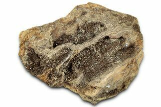 Glittering Petrified Wood with Druzy Quartz - Alabama #325496