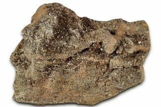 Glittering Petrified Wood with Druzy Quartz - Alabama #325503
