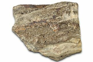 Glittering Petrified Wood with Druzy Quartz - Alabama #325507