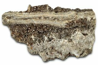 Glittering Petrified Wood with Druzy Quartz - Alabama #325509