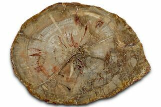 Colorful Petrified Wood (Araucaria) Round - Madagascar #325545