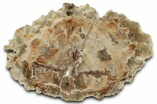 Beautiful, Petrified Wood (Araucaria) Slab - Madagascar #325548