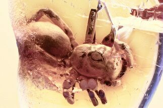 Detailed Fossil Spider (Araneae) In Baltic Amber #325418
