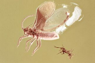Fossil Winged Scale Insect (Coccoidea) in Baltic Amber #325422