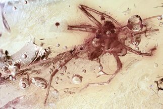 Detailed Fossil Spider (Araneae) In Baltic Amber #325424