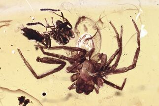 Detailed Fossil Spider and Ant In Baltic Amber #325431