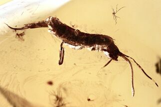 Detailed Fossil Springtail (Collembola) in Baltic Amber #325440