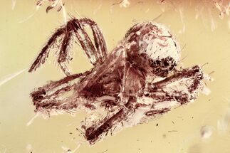 Detailed Fossil Spider (Araneae) In Baltic Amber #325441