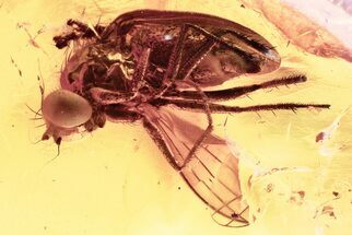 Detailed Fossil Fly (Dolichopodidae) in Baltic Amber #325446