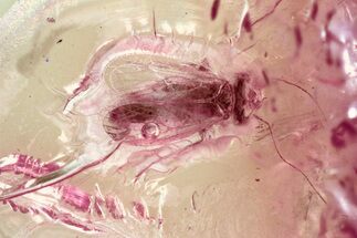 Detailed Fossil Barklouse (Archipsocidae?) In Baltic Amber #325451