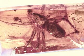 Large Detailed Fossil Spider (Araneae) In Baltic Amber #325452